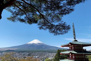 Cherry Blossoms bloom early in Japan's unseasonably warm weather in February