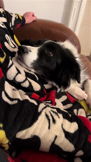 Can you tell Darcy LOVES milk 🤣 #obsessed it’s literally the only thing she really begs for 🫣 #cheeky #dog #bordercollie #fyp