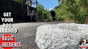 4.8K views · 219 reactions | Is Your Dog Driving You Crazy? We’ll Fix...