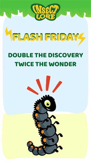 It’s Flash Friday! More caterpillars, more butterflies, more wow. Get 2 cups of live caterpillars for $20. #FlashFridayDeals #Caterpillars #ButterflyGarden #PaintedLadyButterfly #ButterflyLifeCycle #STEMLearning
