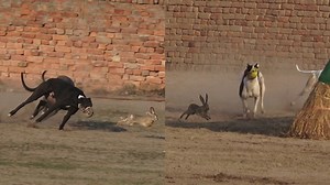rabbit coursing with greyhound dogs in pakistan 2023. subscribe us on youtube for more new videos https://www.youtube.com/@GreyhoundCoursingclub | Greyhound Coursing Club