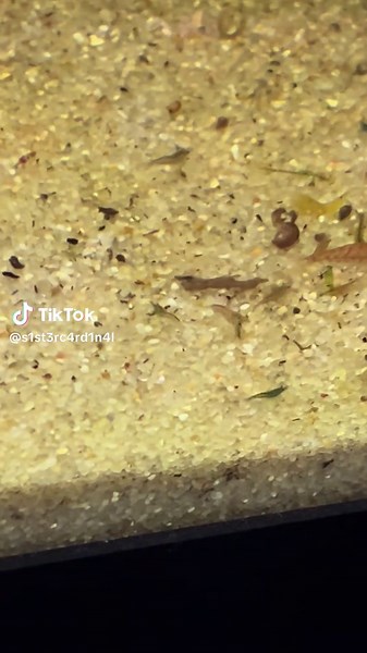 L333 Pleco Care in Your Shrimp Tank