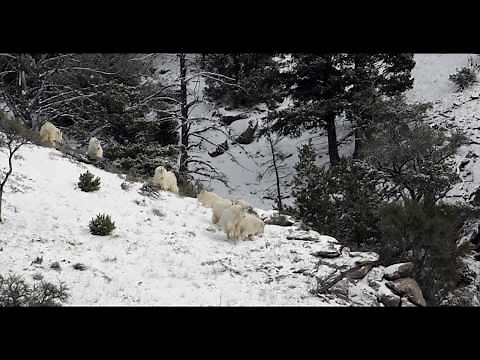 Wildlife Photography-Extremely rare video of mating rocky mountain goats in snow-Jackson Hole/Tetons