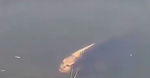[VIDEO] Fish with ‘human-like face’ spotted in Chinese village, pictures are creeping netizens out