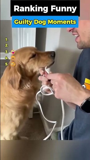 Ranking the Funniest Guilty Dog Moments Ever 🐶😂