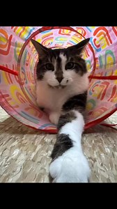 33 reactions · 13 shares | Available for adoption Please go to strayhelp.org org for bio and apps | Stray HELP | Facebook