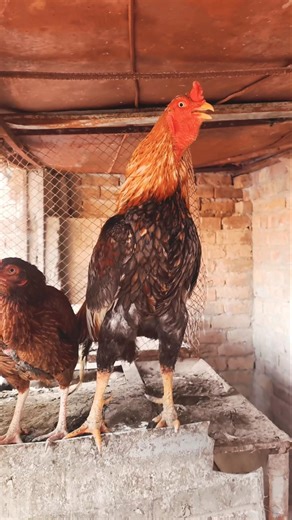 Rooster Crowing Sounds Relaxing Bird Songs #rooster #birdsounds #birds #birdsongs #birdring