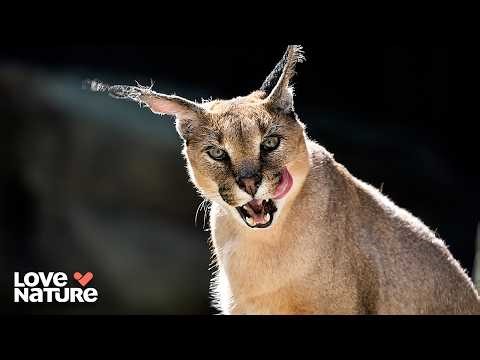 First Blood: Young Caracal’s First Kill | Great Parks of Africa: 103+104