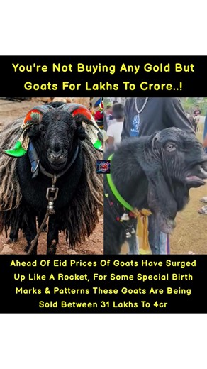 Special Breed Goats With Unique Birth Marks, Rare Patterns & Massive Size Are Reportedly Being Sold