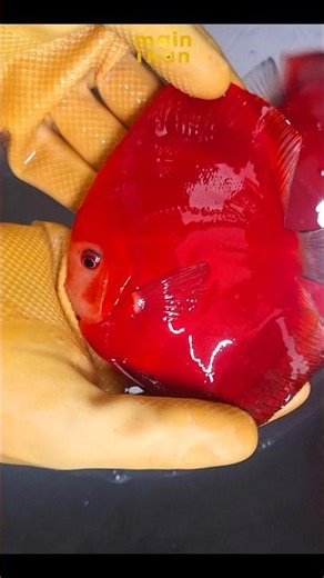 ❤️ 4 EXPORT AUSTRALIA OZ DISCUS ❤️ | Ikan Hias Discus Fish | Aquarium | Aquascape | farm