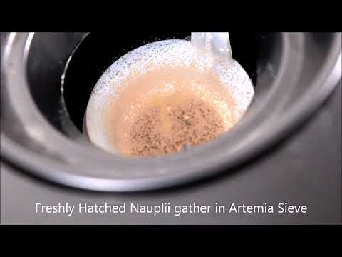 Brine Shrimp Hatchery Dish Instructional