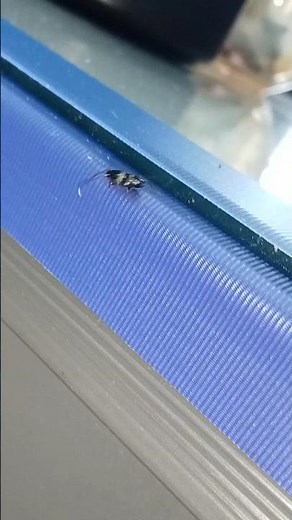 Cockroachs baby running insect animals so cute. #cockroach, #cute, #animals, #insects, #nature