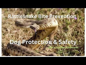 Rattlesnake Bite, How to Protect your Dog #rattlesnake #rattlesnakebite #dogsafety
