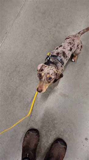 It was raining too hard for a walk, so Otter went into Home Depot with me to help me pick some paint samples. Of course, everyone thought he was the cutest ever :) *Summit choose to stay snuggled in her "car bed" (booster seat. | YouDidWhatWithYourWeiner.com