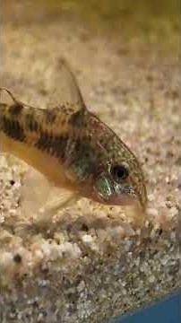令和8年7月10日 コリドラスパンダと仲間たち #アクアリウム #パンダ #熱帯魚 #コリドラス #ステルバイ #パレアタス #癒し #水槽部屋 #冥鳴ひまり #アドルフォイ #voicevox