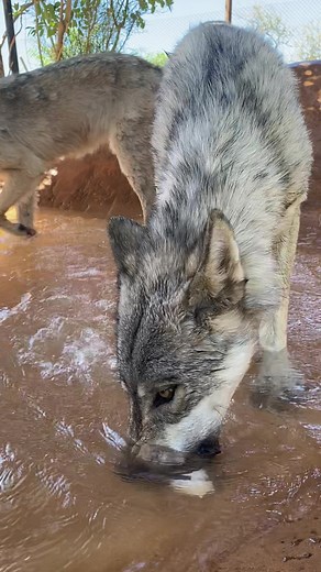 The wolf pack sure knows how to beat the heat! #wolves #summit #aspen #willow #MadewithKAContest #PerfectPrideMovement #outofafrica