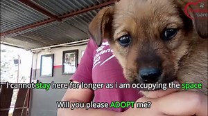 39K views · 1.6K reactions | Born in the street and cruelty starts the very very first day. See the story of a puppy that was tortured and turned into a paralyzed puppy. How can someone be so cruel? Our team were able to treat him and make him healthy again but do you want him to stay in a shelter for a lifetime? Stop buying puppies and ADOPT one who is really in need. Help us help more animals in need: www.snehacare.org/donate | Sneha's Care | Facebook