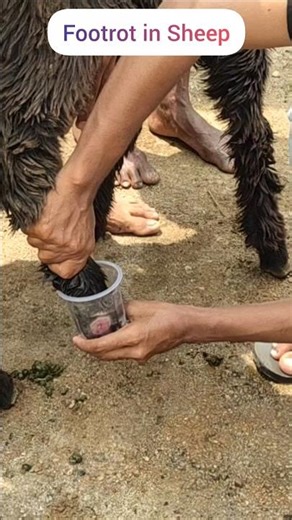 గొర్రెలు,మేకలకు కాలిపుండ్లు #footrot in Sheep & Goat #treatment #surivet