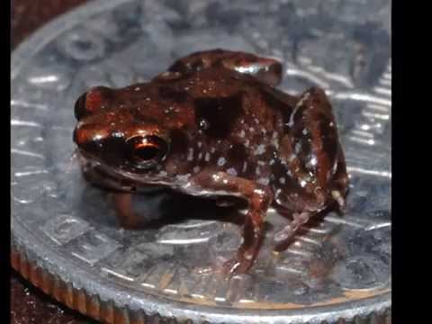 World's smallest frog, Paedophryne amauensis