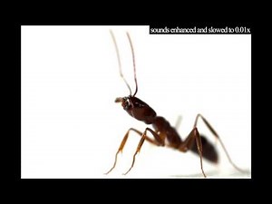 Trap-jaw ant sounds
