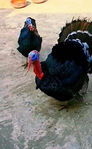 Top Pet Birds For Sale | Parrots, Finches & Lovebirds Collection" beautiful breeder pair #birds