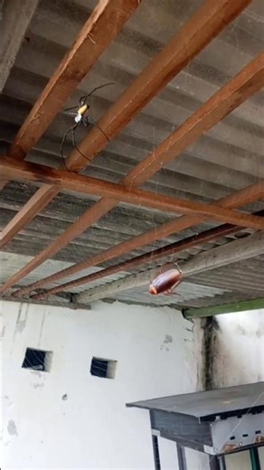 No way, I’m not eating a cockroach! 🕷️🪳 #spider #cocroach