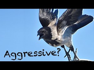 Do Crows Attack People Without Reason?