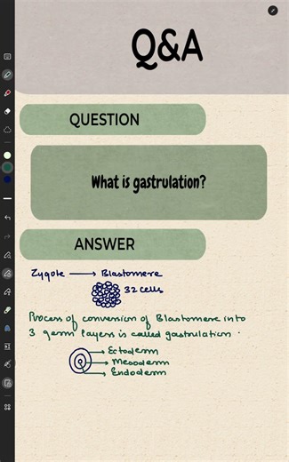 what is gastrulation?