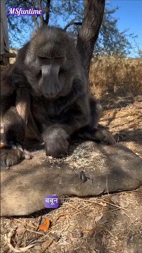 baboon monkey. 🐒💕#shorts #short #viralvideo