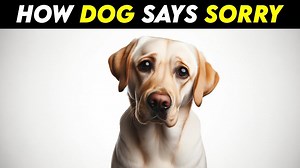 How Dogs Apologize Understanding Canine Apologies Pets Guide