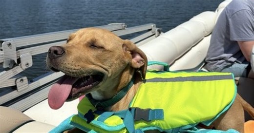 Pet Adoption Tuesday: Meet Remi!