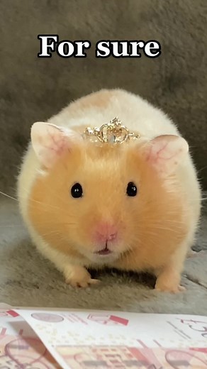 Hamster Dance: Wiggle Wiggle and Dribble Dribble