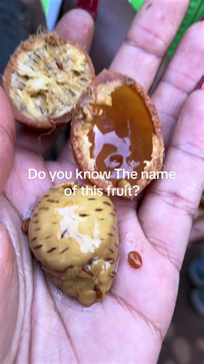 Discover Rothmania Maganjae: Exotic Backyard Fruit