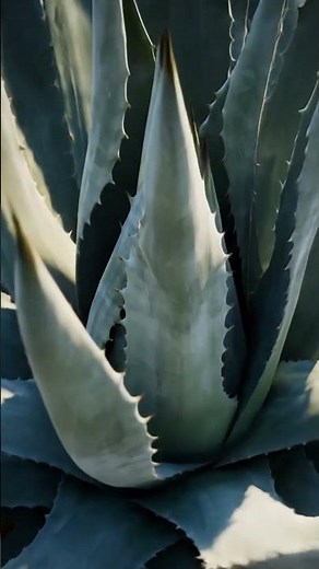 El maguey: una planta, multiples transformaciones #nutricion #maguey #inulina #alimentossanos