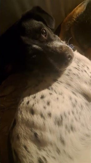 BARRY 15 mnd. Zoekt een adoptant waar hij enige hondje is