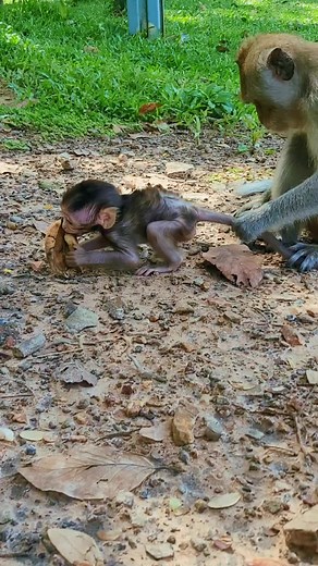 #animals #monkeytiktok #creatorsearchinsights #LIVEMonetization #tiktokamzing