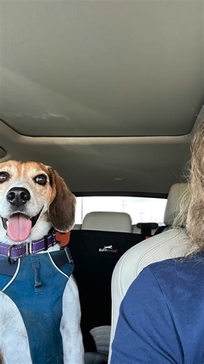 Archie and I are doing pre-agility training. My dog will do absolutely anything for a treat, including walking across wobbly surfaces. A lot of dogs in class hate it. But not my tubby buddy! Also included pre and post agility class photos lol #dogtraining #agilitytraining #beaglesofinstagram🐾🐶 #rescuebeaglesofinstagram #doglover #authorsofinstagram #julialondon | Julia London