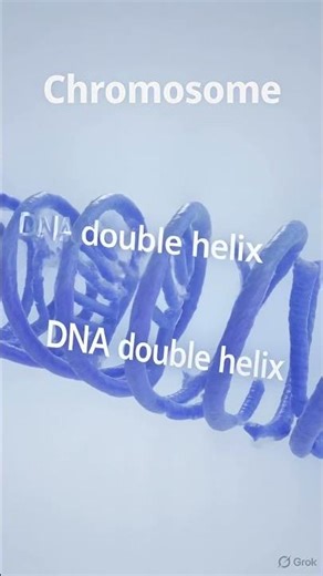 The structure of Chromosome with simple animation . #animation #learning #biology