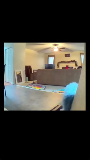 LIVING ROOM Puzzle, Fetch, and a Talking Dog!
