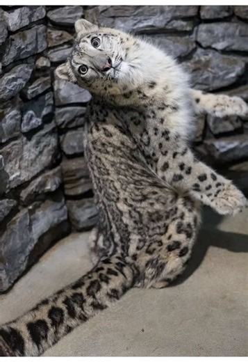Discover the Majestic Snow Leopard in Its Mountain Habitat