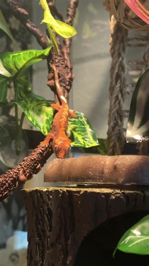 Crested Gecko: Scary Yet Adorable Pet Reptiles