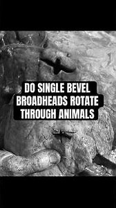SINGLE BEVELS DO ROTATE THROUGH ANIMALS
