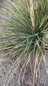 Found a late-season baby Russian tortoise today in the outdoor enclosure. | TortoiseSupply.com