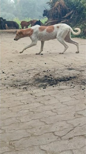 #comedy #ankits #funny #ankitsingle #realfools #theankit0001 #comedyfilms #ankitsharekfr