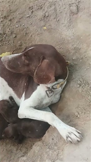 🐶 You Won't Believe How Cute Our Farm Puppies Are! ❤️