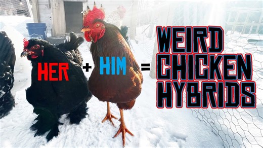 Lessons From a Grand Chicken-Raising Experiment