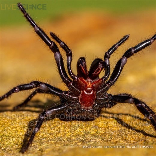 Although nearly all spiders are venomous, a few stand out from the crowd for their potent toxins. So, which spider is the deadliest in the world? 🫣 Learn more 👉 https://trib.al/igiZYWb | LiveScience