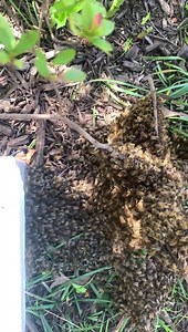 Ground swarm today. I had just put the nuc down and they started marching in. Very Good Girls!!! | Bartlett Bee Whisperer