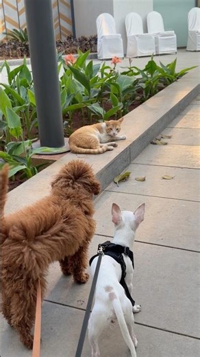 Aaj hum jaa rahe hai kisi se milne😍 #shorts #youtube #trending