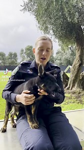 Meet our newest recruit, Freddie 🥹 #Police #Puppy | South Australia Police